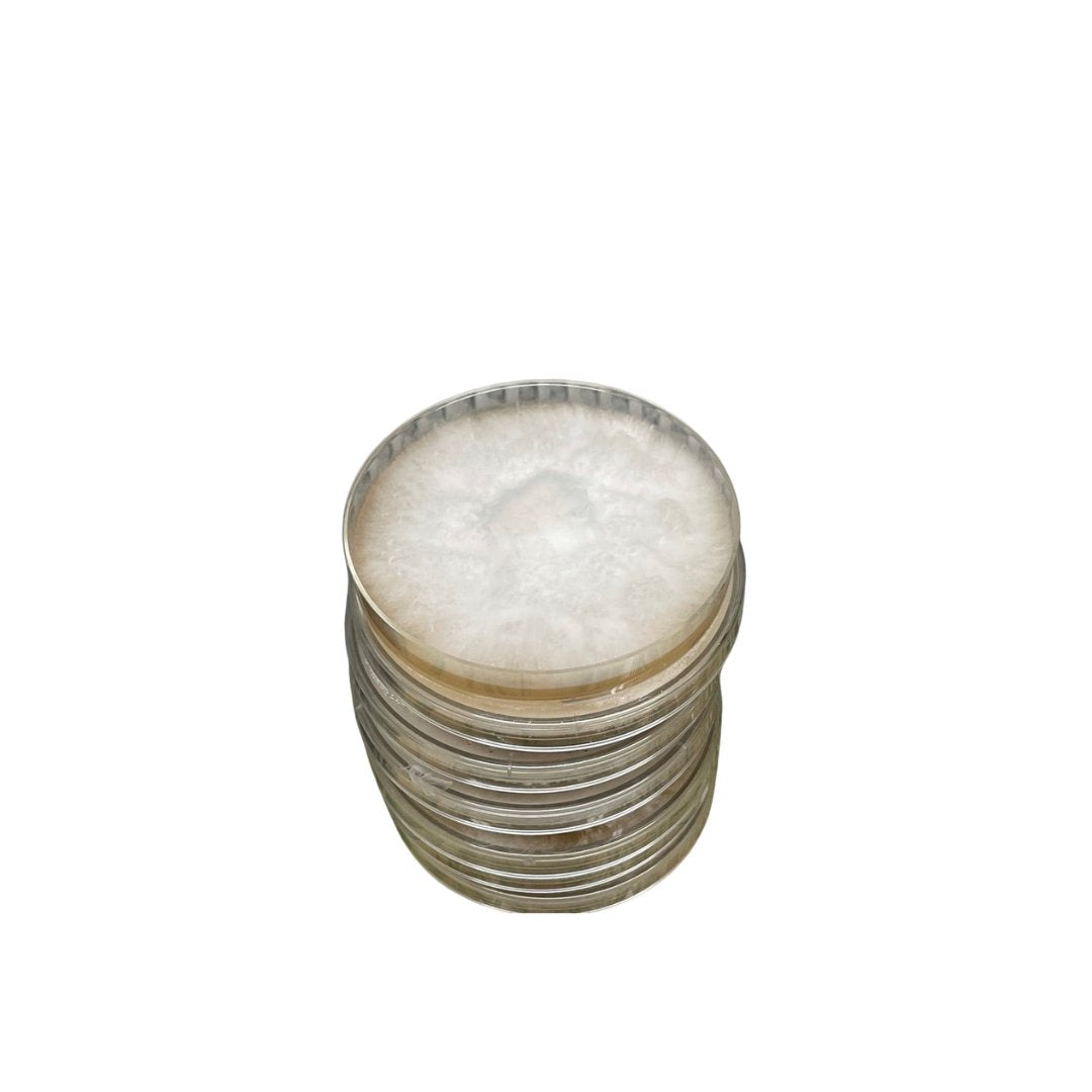 Agar Plates & Slants – Pure Mushroom Cultures |