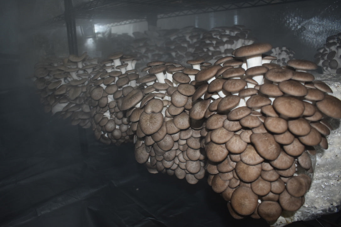 Black Pearl King Trumpet (Master Culture Slant) – Mycology Research Grade