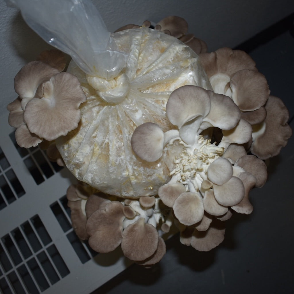 Italian Oyster Mycelium Grain Spawn