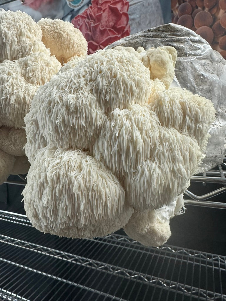 Bear’s Head/Hericium Americanum (Master Culture Slant) – Mycology Research Grade