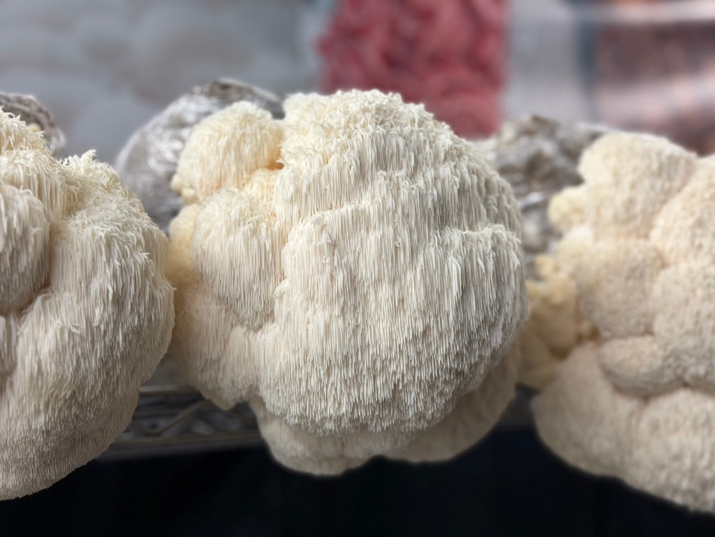 Bear’s Head/Hericium Americanum (Mycelium Agar Culture) – Mycology Research Grade