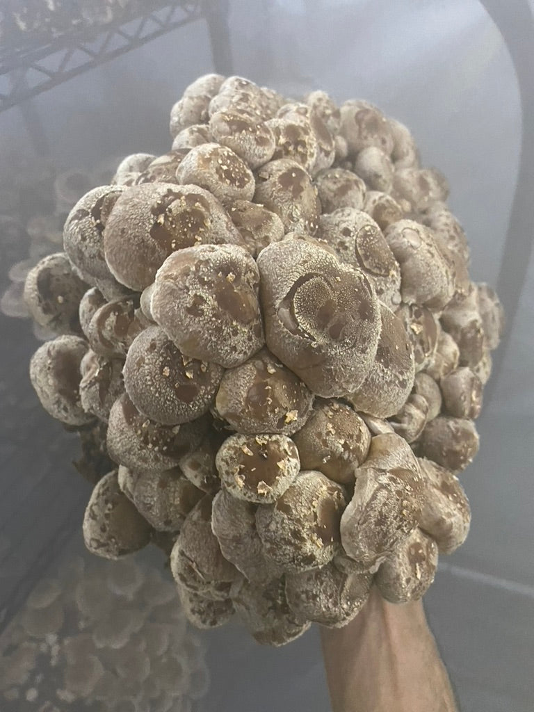 Lentinula Edodes-Shiitake 3790 (Master Culture Slant) – Mycology Research Grade