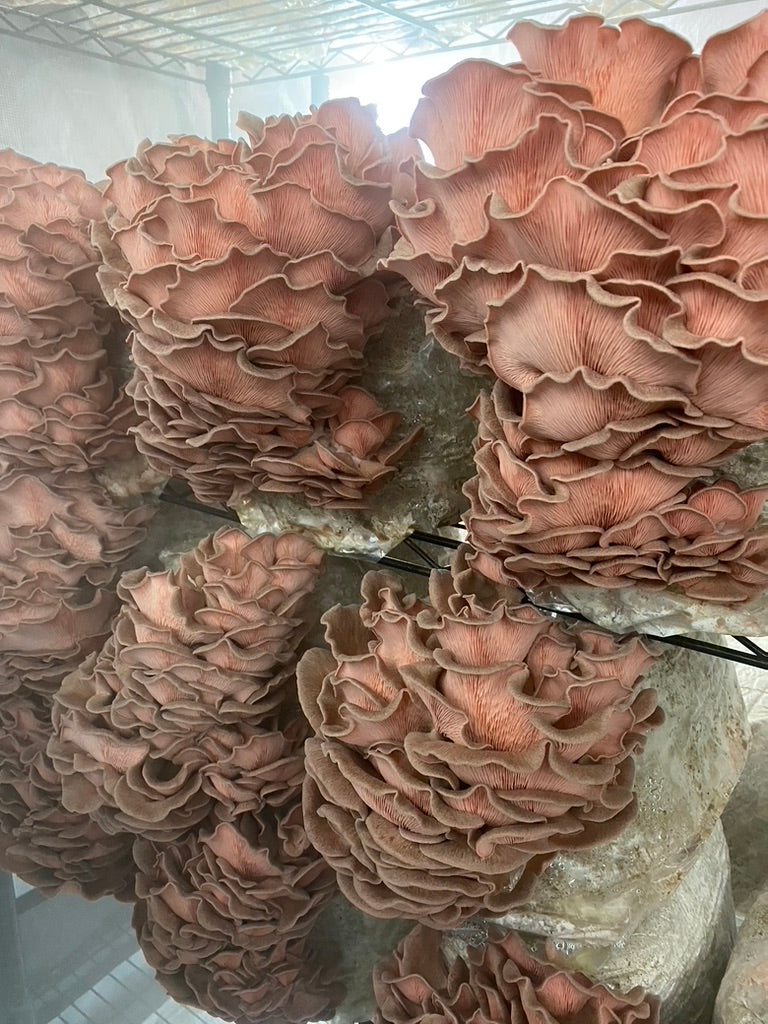 Pink Oyster Mycelium Grain Spawn