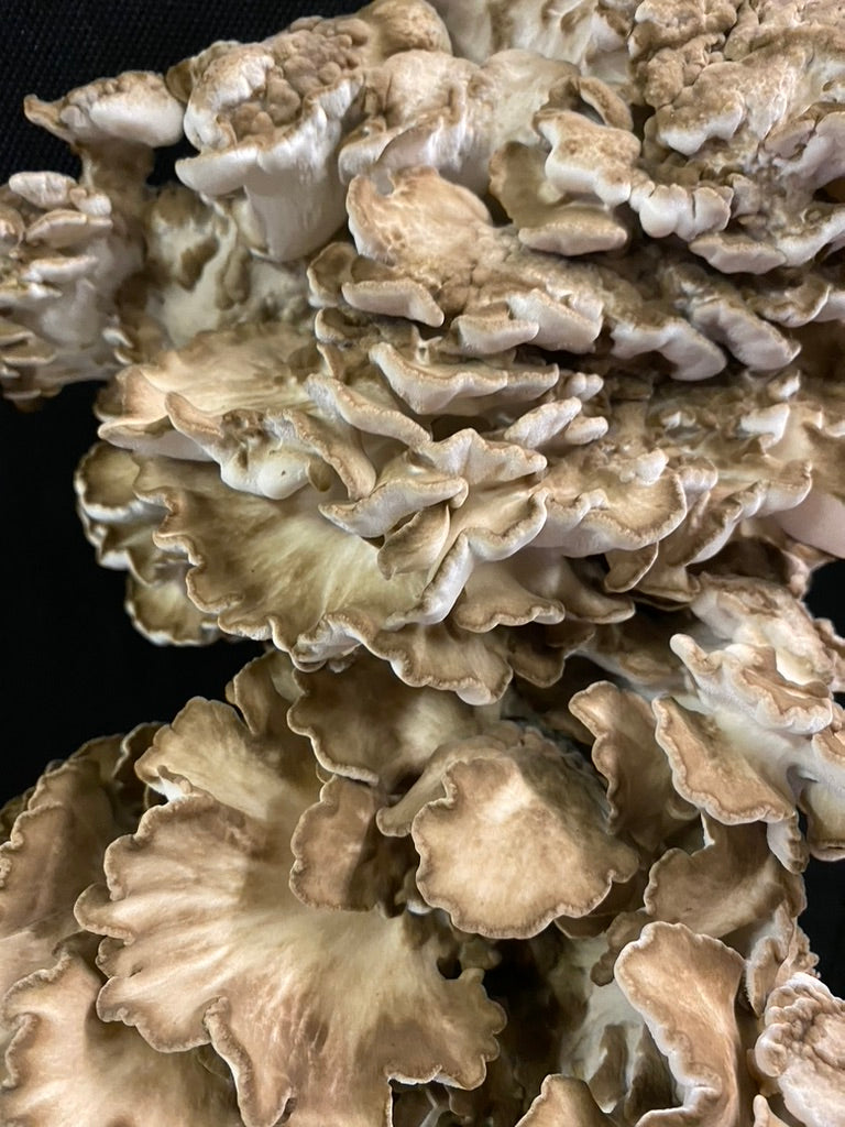 Maitake Mycelium Grain Spawn