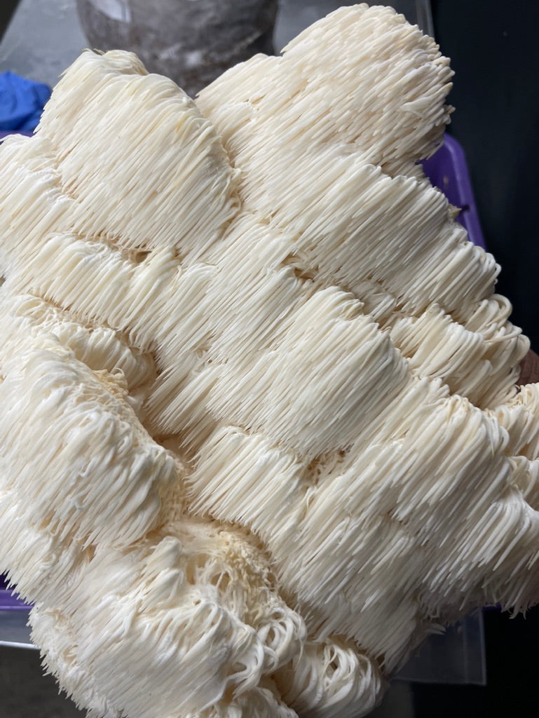 Lion’s Mane 0 (Master Culture Slant) – Mycology Research Grade