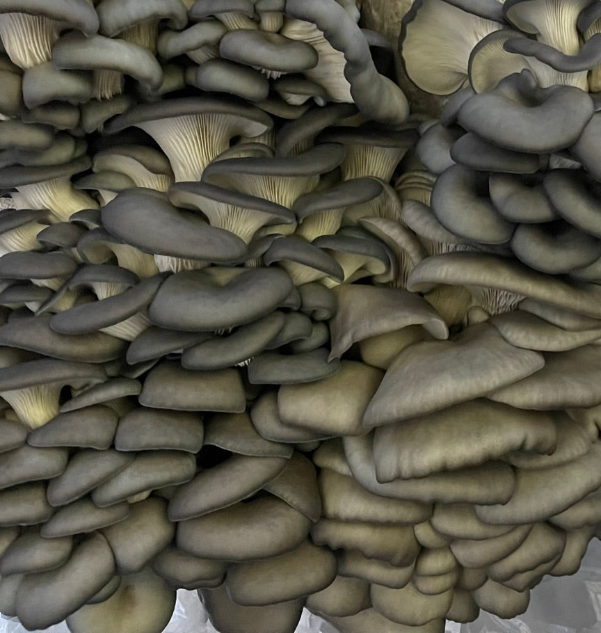 Blue/Nevada Oyster (Master Culture Slant) – Mycology Research Grade
