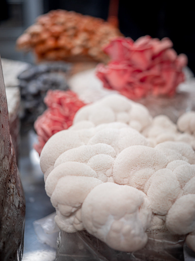 Lion’s Mane 1 (Master Culture Slant) – Mycology Research Grade