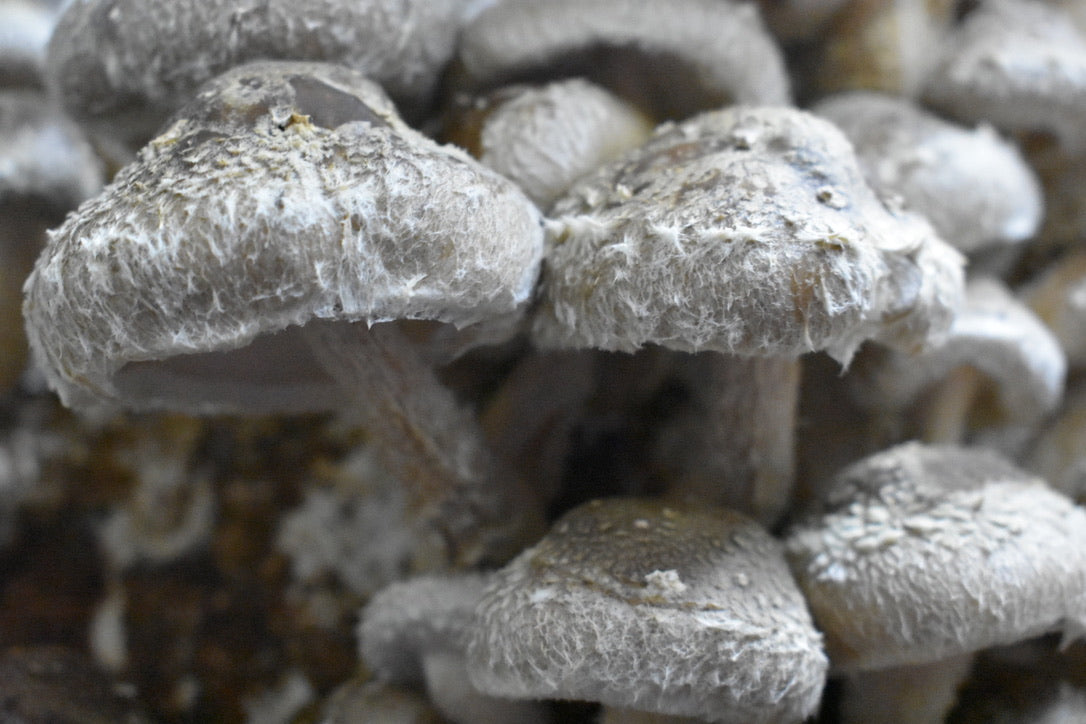 Lentinula Edodes- Shiitake 3782 (Master Culture Slant) – Mycology Research Grade