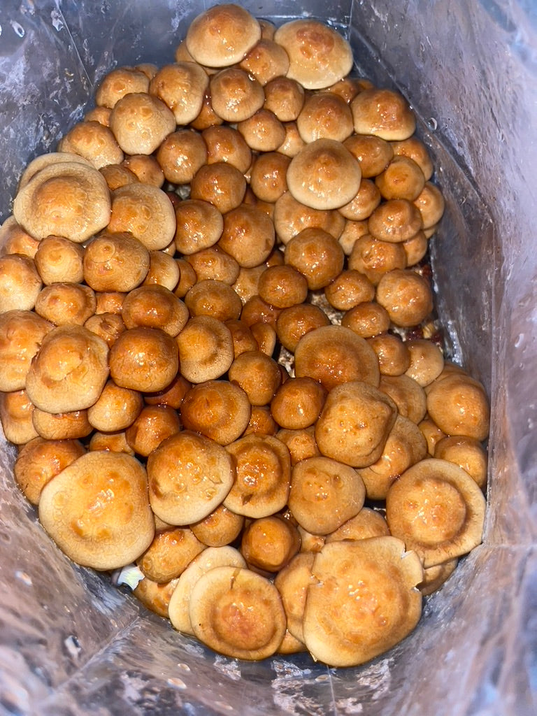 Nameko Mycelium Grain Spawn