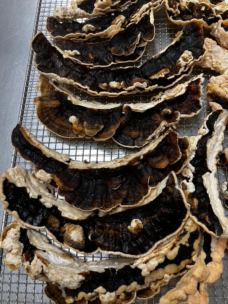 Turkey Tail Mycelium Grain Spawn