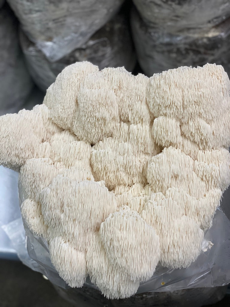 Lion’s Mane 2 (Master Culture Slant) – Mycology Research Grade
