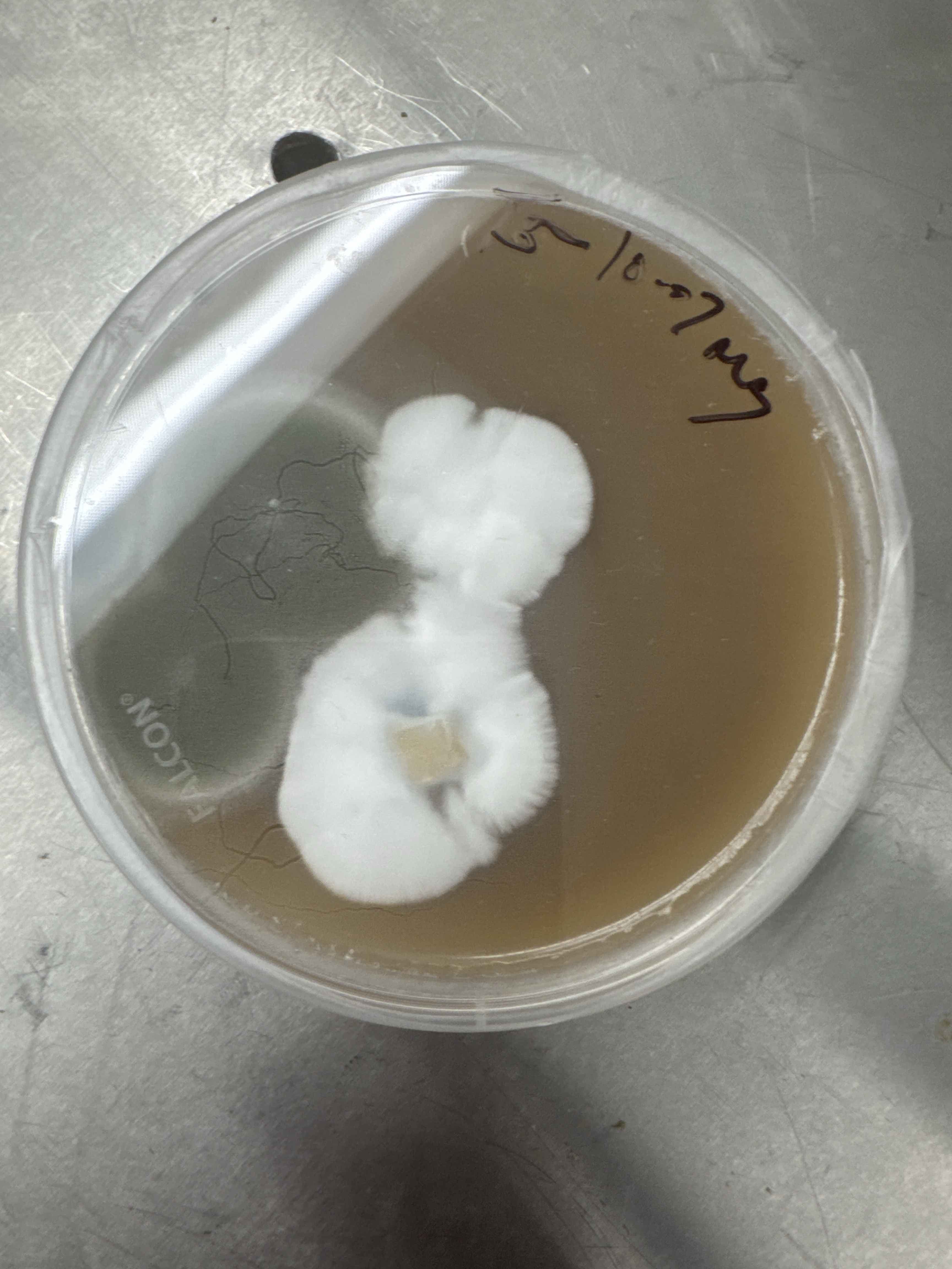 Substrate block showing Trichoderma sporulation