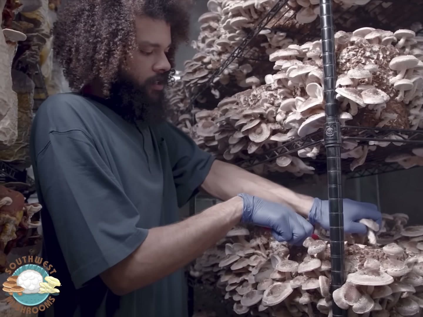 Michael Crowe harvesting shiitake blocks in the Southwest Mushrooms grow room