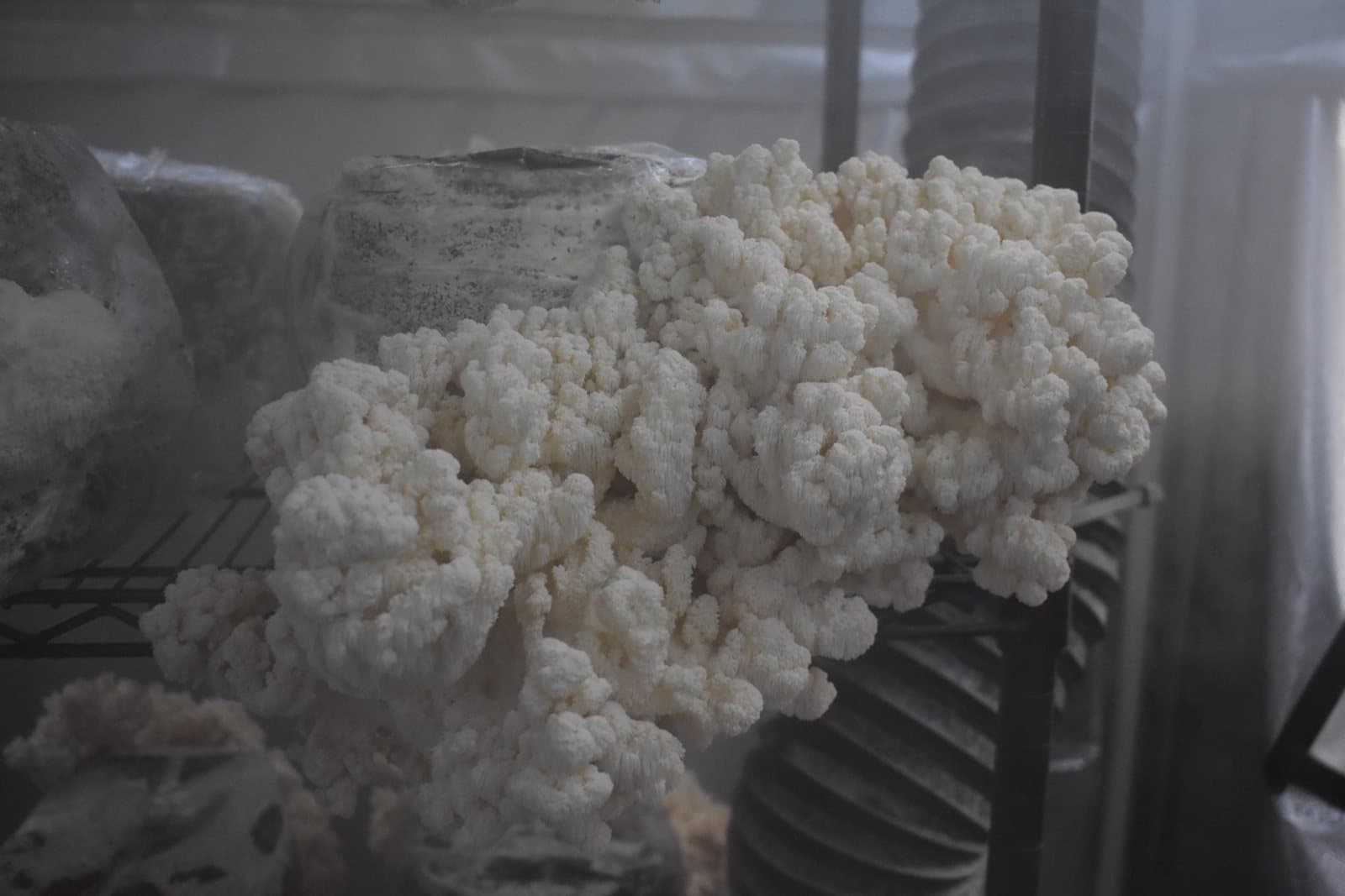 Lion's Mane fruiting on the shelves of the Southwest Mushrooms farm