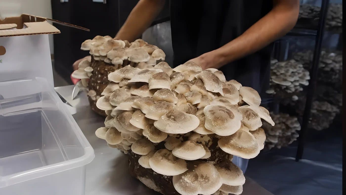 A shiitake block in full fruit, held up in the Southwest Mushrooms grow room