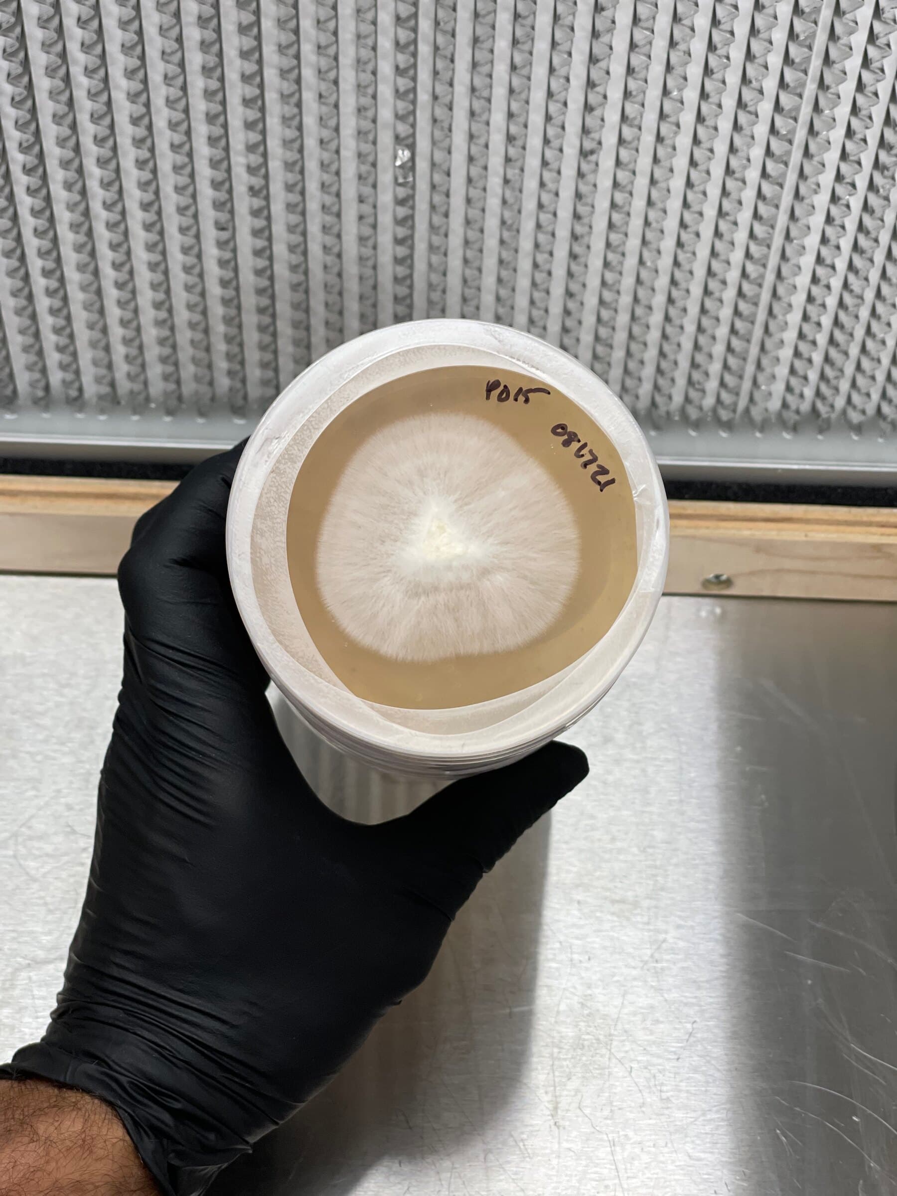 A culture plate held under the flow hood