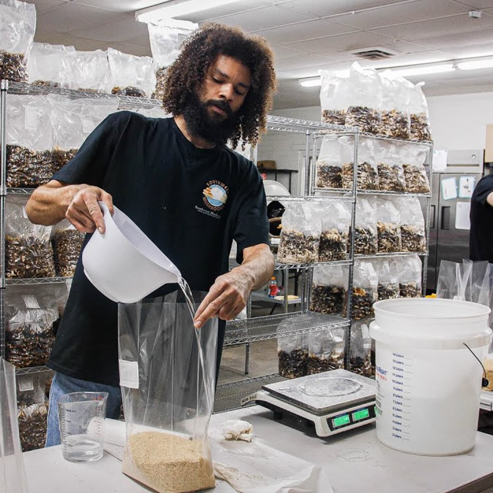 Lion's Mane mycelium colonising a grain spawn bag