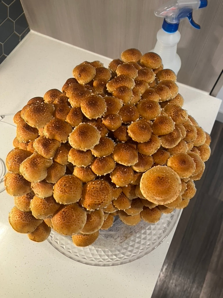 Chestnut/Pholiota Adiposa (Master Culture Slant) – Mycology Research Grade