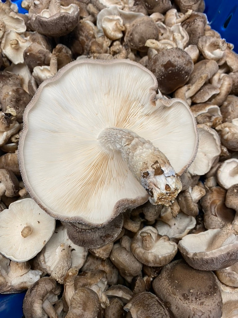 Lentinula Edodes-Shiitake 3790 (Mycelium Agar Culture) – Mycology Research Grade