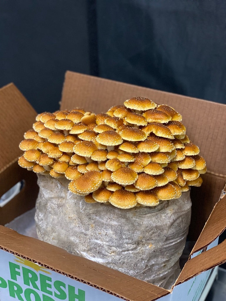 Chestnut Mycelium Grain Spawn
