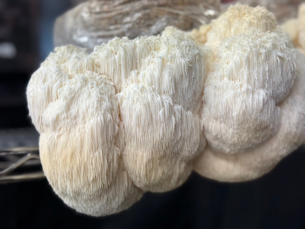 Bear’s Head/Hericium Americanum (Mycelium Agar Culture) – Mycology Research Grade