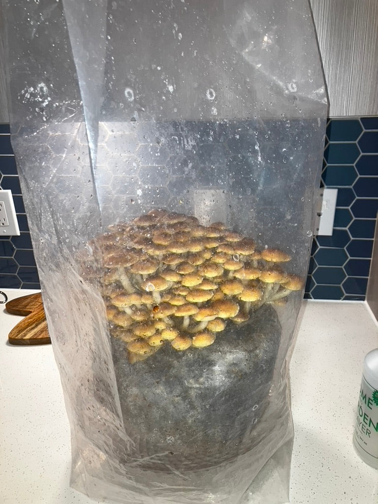 Chestnut/Pholiota Adiposa (Master Culture Slant) – Mycology Research Grade