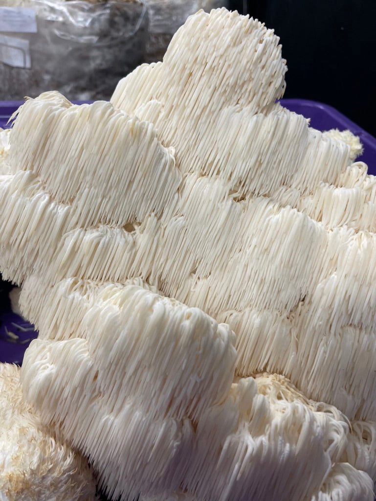 Lion’s Mane 0 (Master Culture Slant) – Mycology Research Grade