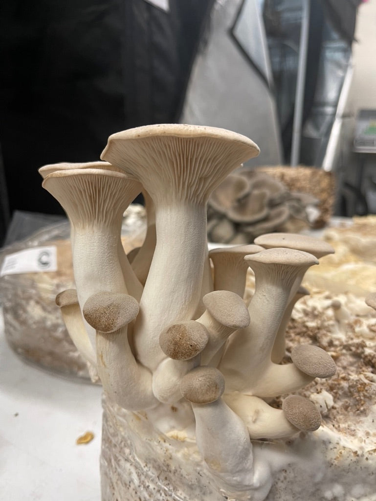 King Trumpet (Master Culture Slant) – Mycology Research Grade