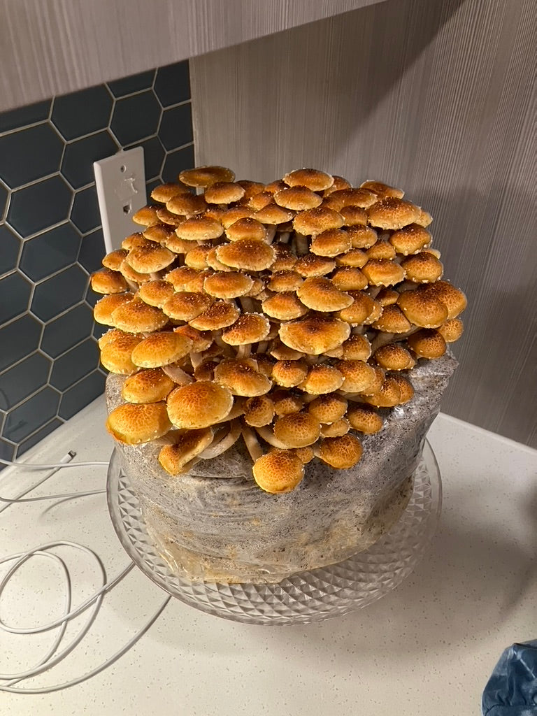 Chestnut/Pholiota Adiposa (Master Culture Slant) – Mycology Research Grade