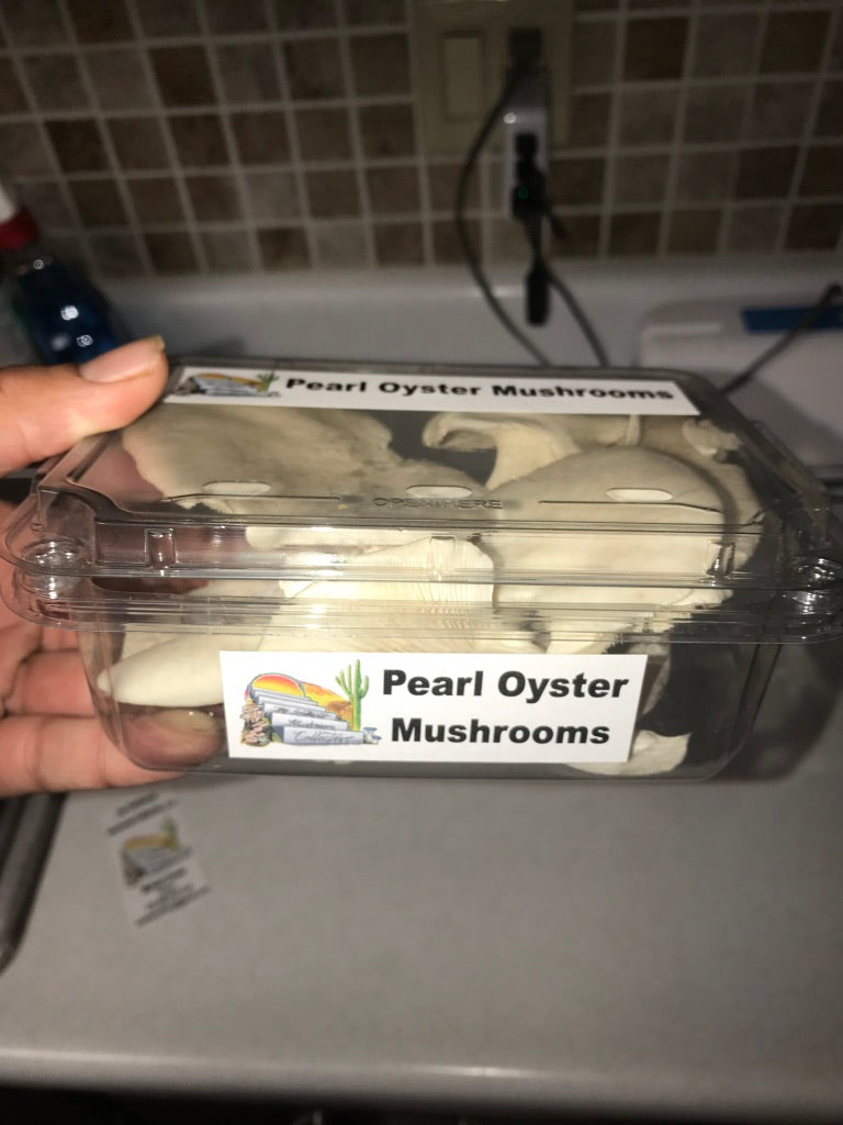 Pearl Oyster Mycelium Grain Spawn