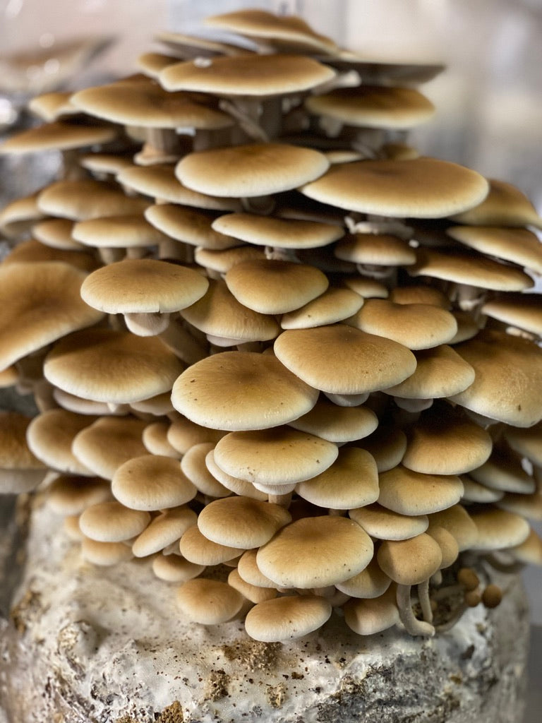 Pioppino Mycelium Grain Spawn