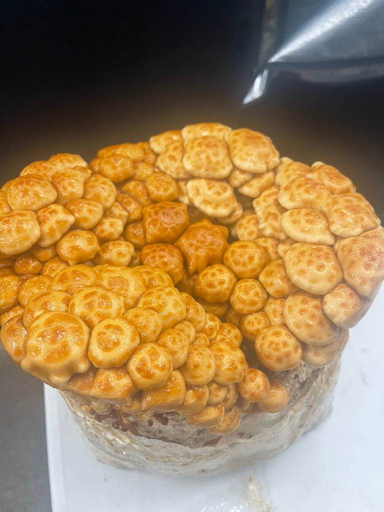 Nameko Mycelium Grain Spawn