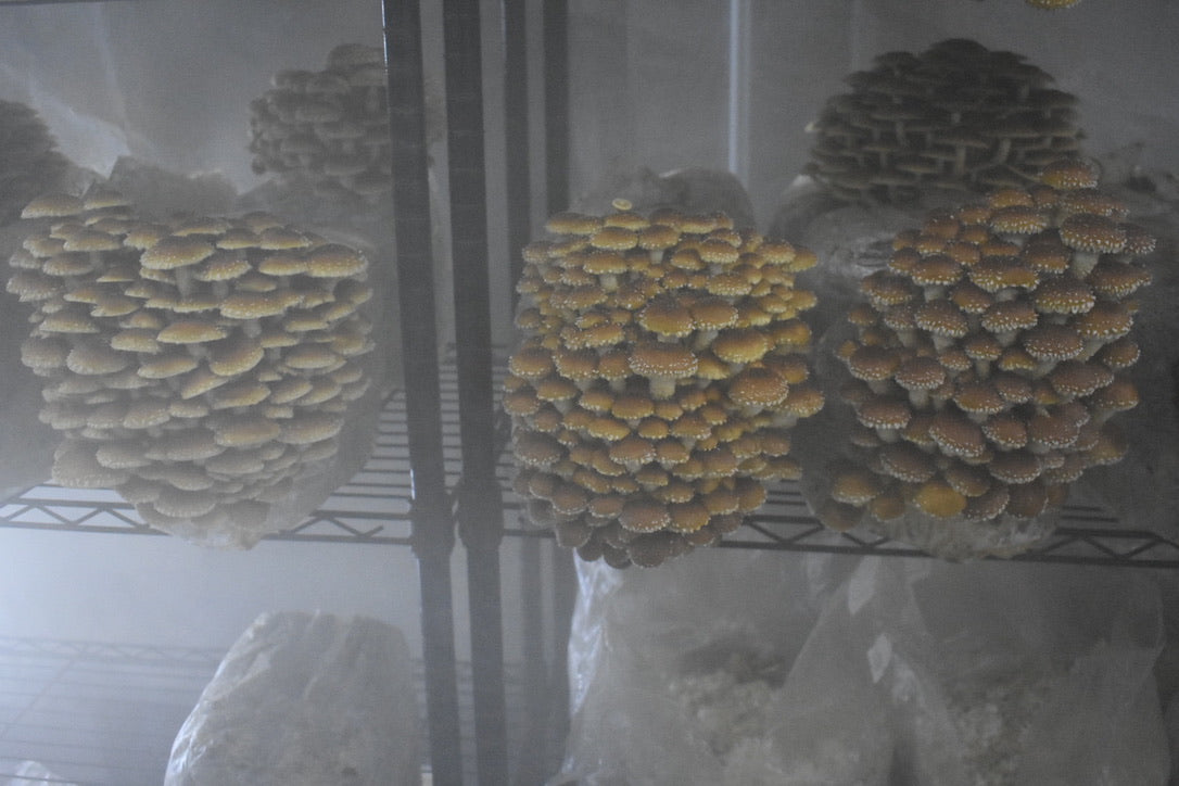 Chestnut Mycelium Grain Spawn