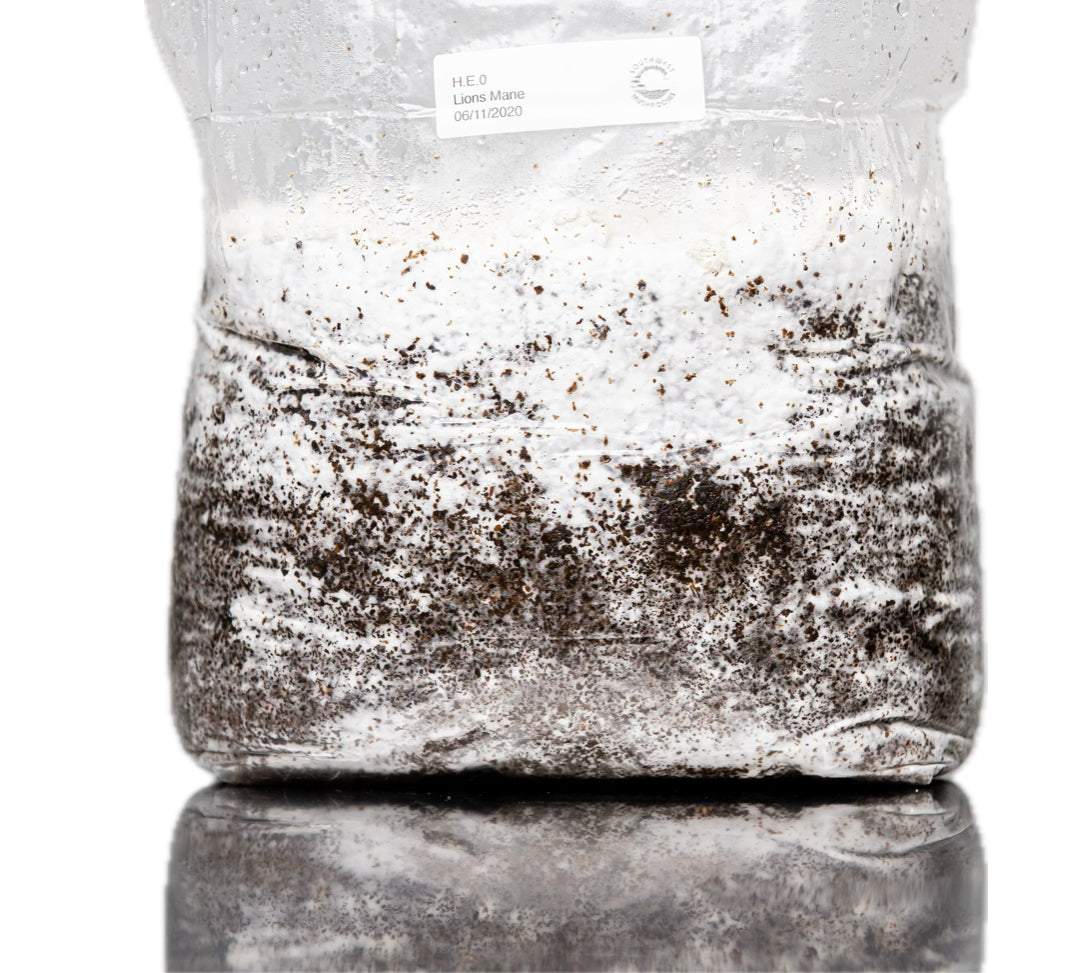 Lion's Mane Mushroom Grow Kit