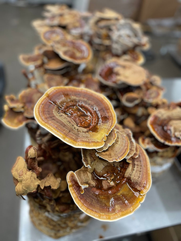 Reishi Dual-Extract Tincture – Immune Balance & Daily Resilience