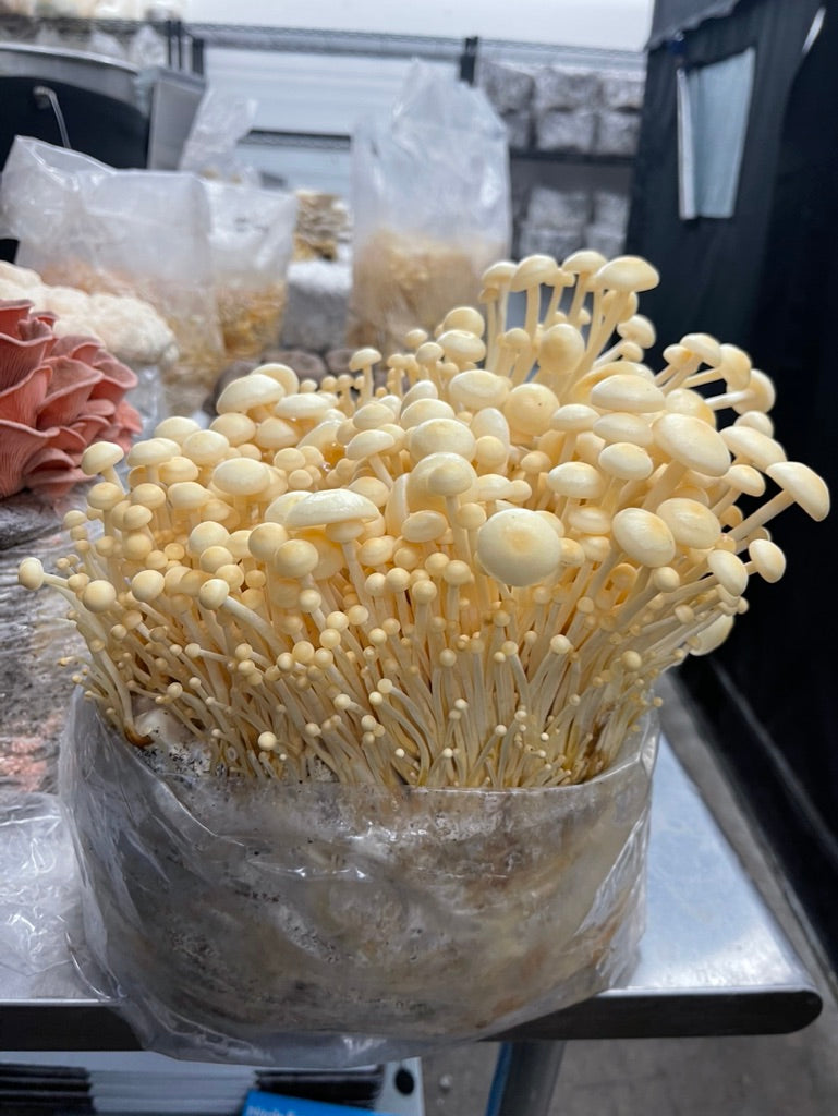 Golden Enoki (Master Culture Slant) – Mycology Research Grade