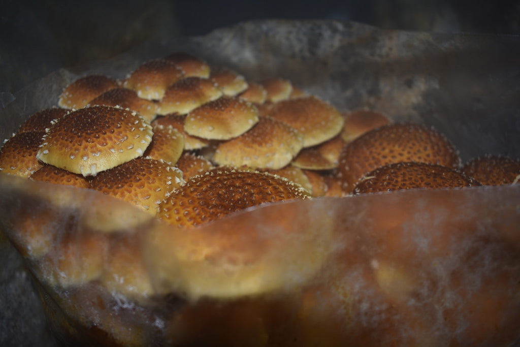 Chestnut/Pholiota Adiposa (Master Culture Slant) – Mycology Research Grade