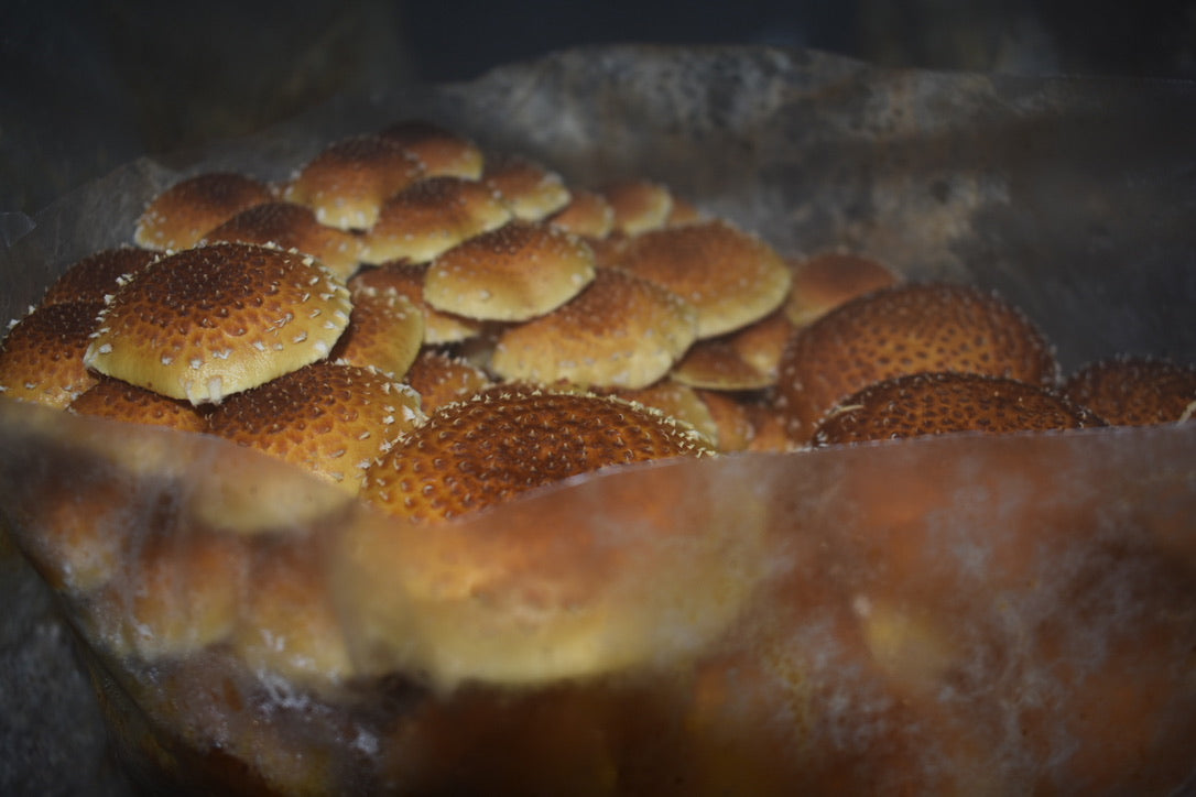 Chestnut/Pholiota Adiposa (Master Culture Slant) – Mycology Research Grade