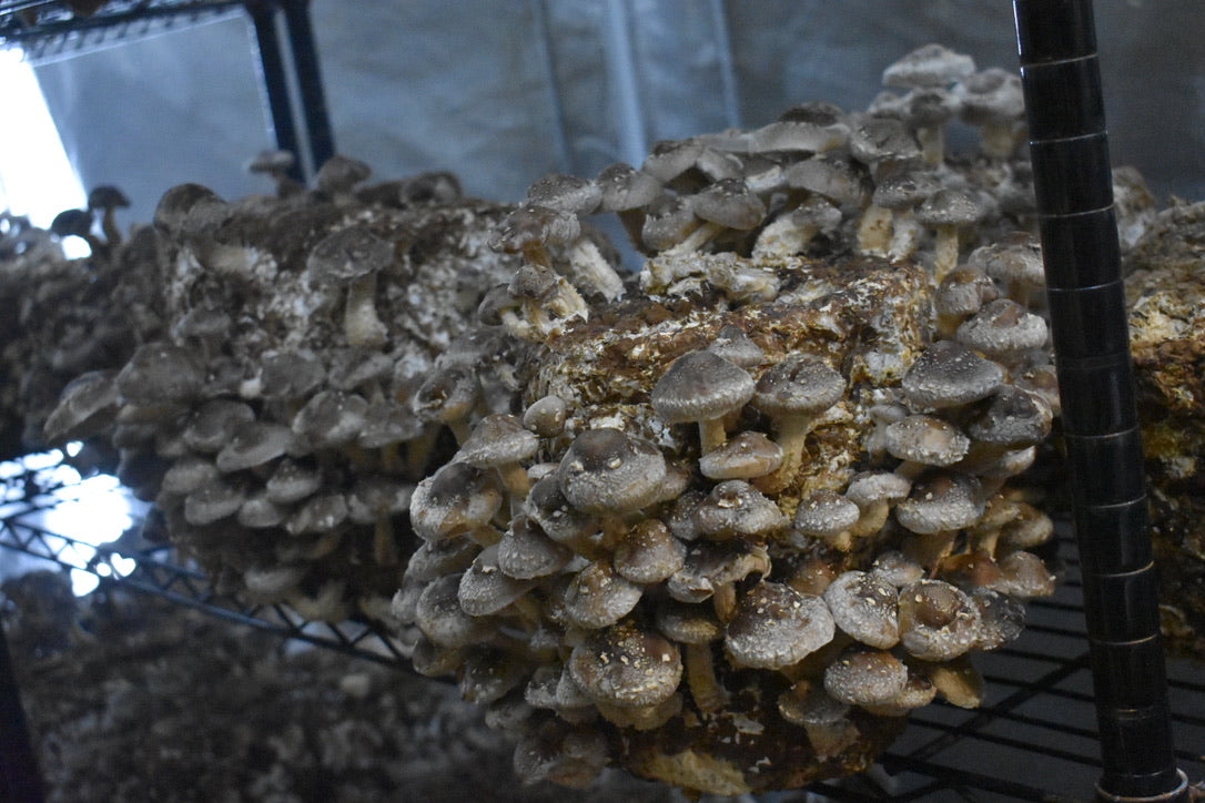 Lentinula Edodes- Shiitake 3782 (Master Culture Slant) – Mycology Research Grade