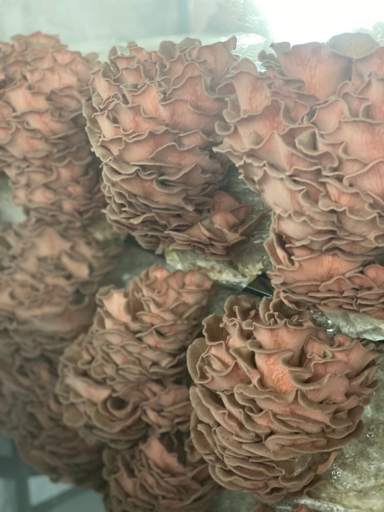 Pink Oyster JPN (Asia) (Master Culture Slant) – Mycology Research Grade
