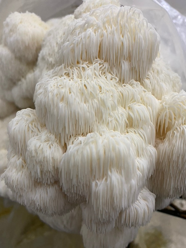 Strainstorm 28 — 28‑Strain Liquid Culture Library (+ Audio & e‑Book)