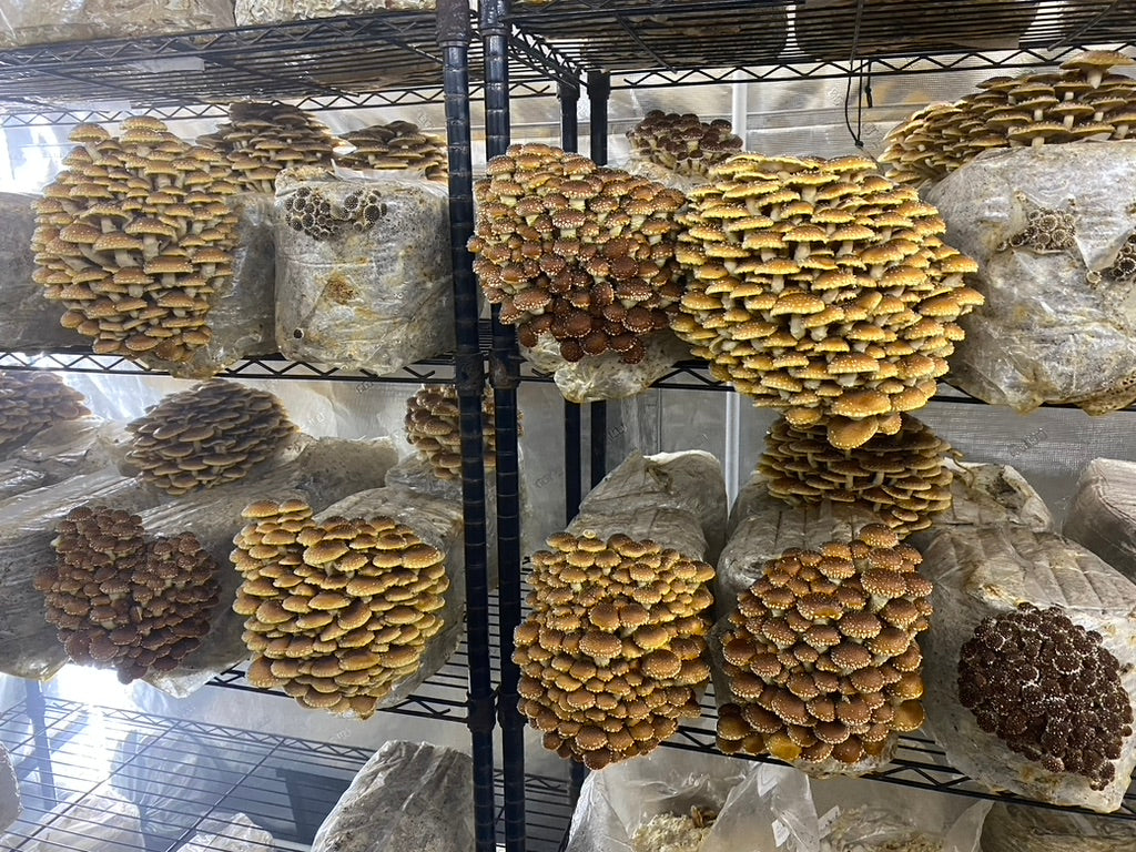 Chestnut Mycelium Grain Spawn
