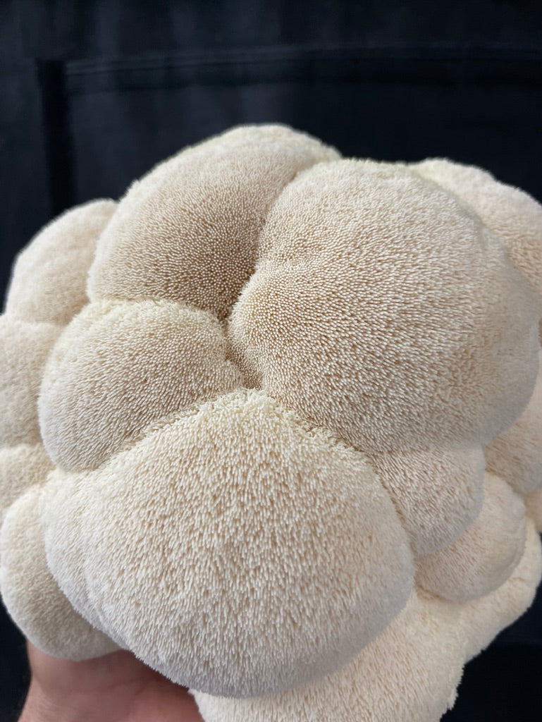 Lion’s Mane 4 (Master Culture Slant) – Mycology Research Grade