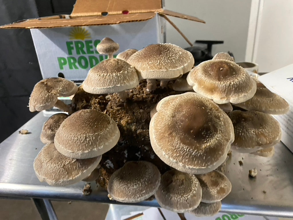 Lentinula Edodes- Shiitake 3782 (Master Culture Slant) – Mycology Research Grade