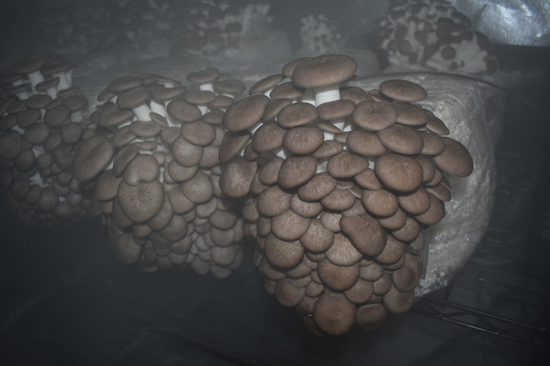 Black Pearl King Trumpet (Mycelium Agar Cultures) – Mycology Research Grade