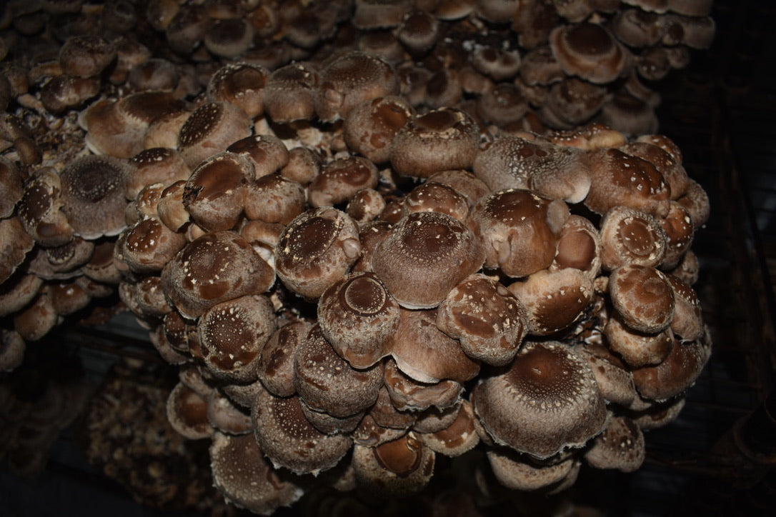 Lentinula Edodes-Shiitake 3790 (Master Culture Slant) – Mycology Research Grade