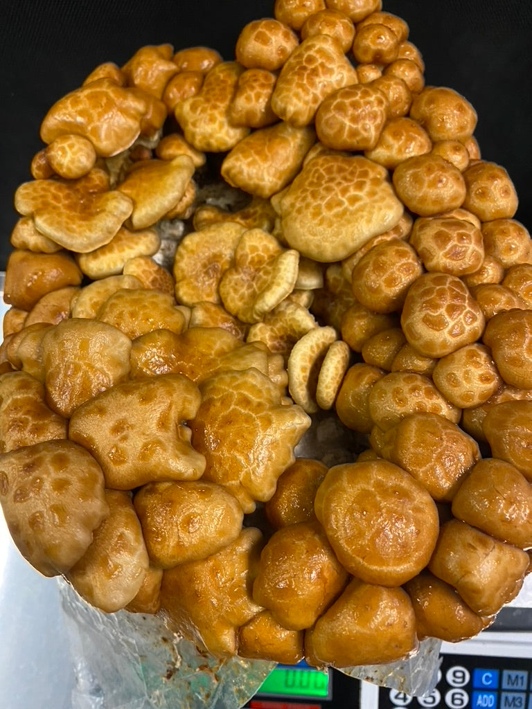 Nameko/Pholiota Nameko (Master Culture Slant) – Mycology Research Grade