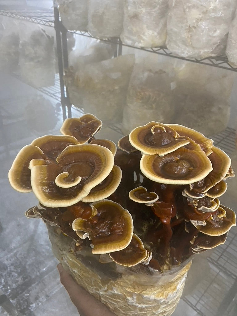 Reishi Dual-Extract Tincture – Immune Balance & Daily Resilience