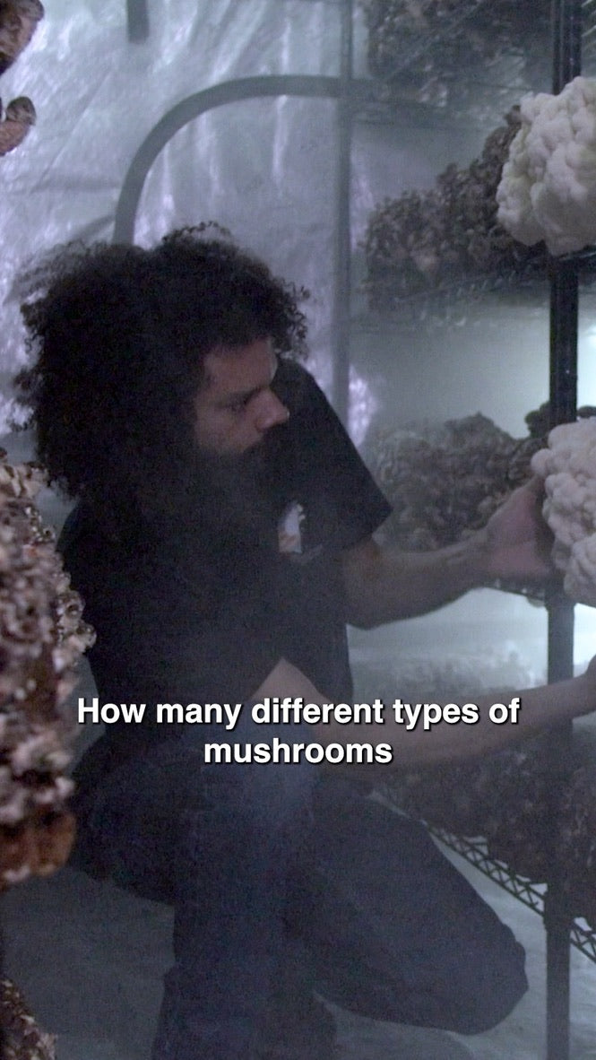 Lion’s Mane 4 (Master Culture Slant) – Mycology Research Grade