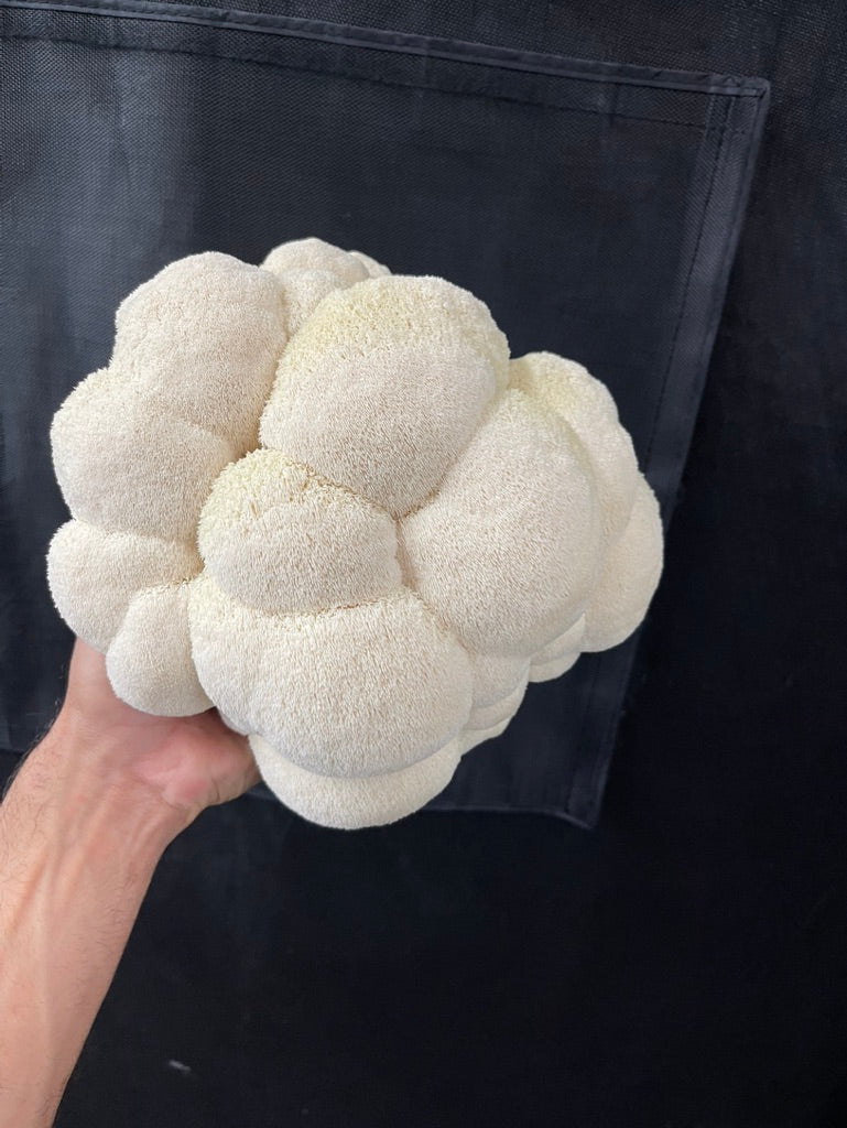 Lion’s Mane 4 (Master Culture Slant) – Mycology Research Grade